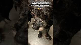 JUST DONT FEED HER AFTER MIDNIGHT🤣🐶🤦🏻‍♀️ shorts dog funny memes gremlins animals pets [upl. by Drofla]