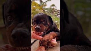 Rottweiler aggressive [upl. by Anytsirhc]