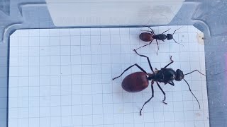 Camponotus CA02 USA vs Dinomyrmex gigas Singapore 19012024 [upl. by Ytissahc573]