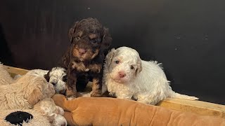 Lagotto Romagnolo Ein freundlicher und typischer Wasserhund [upl. by Altis530]