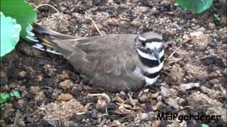 Killdeer  My Little Garden Helper [upl. by Barnaby]