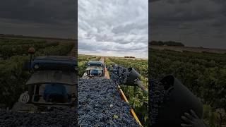 Journey to the Winery The First Step of the Grape Harvest🤩🍇🚜🎥nachoviticultura grape harvest [upl. by Wieren]