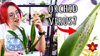 These Orchids have not been doing well 🤔 [upl. by Thynne32]