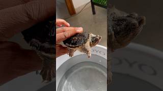 Alligator Snapping Turtle…… turtle pet animals [upl. by Barker]