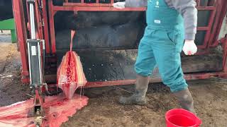 HUGE Abscess on Bull Lanced [upl. by Niple468]