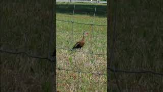 Why they are called Whistling Ducks Sound On [upl. by Dex]