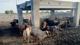 Cattle Farming In Pakistan  Janwaron ka Wieght Kisy Karty Hain What is Meat And Live Weight [upl. by Artied]