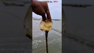 Saved most venomous compass jellyfish life jellyfish abhifishinglife shorts [upl. by Tamara]