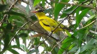 Blacknaped Oriole Oriolus chinensis [upl. by Yelik]