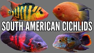 Top 7 South American Cichlid Tank Setups amp Stocking Ideas [upl. by Horten]