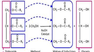 Transesterification its mechanism and applications [upl. by Aniweta236]