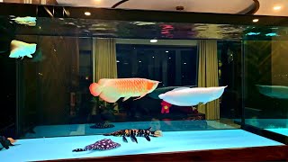 Super Clean Freshwater Arowana Tank  Amazing Monster Fish and Arowana [upl. by Egon]