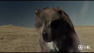 short faced bear wild new world prehistoric America episode 5 [upl. by Sherilyn]