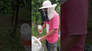 Bees need syrup with spirulina algae [upl. by Madaras]