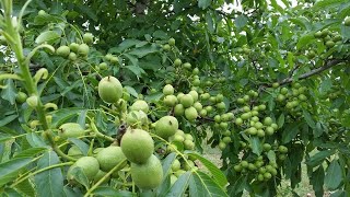 Chandler Walnut Trees  6 Years Old [upl. by Lister]