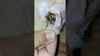 Ear Mites in Cats shorts [upl. by Lozano]