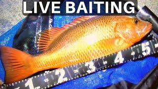 LIVE BAITING MASSIVE MANGROVE JACK [upl. by Neyrb]