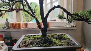 Mugo Pine Bonsai Tree Update Wiring [upl. by Alieka]