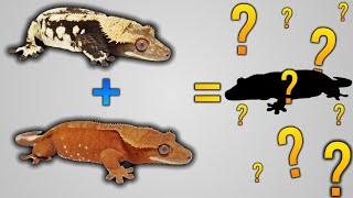 My 2024 Crested Gecko Breeding Pairs [upl. by Cataldo466]