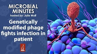 Genetically modified phage fights infection in patient [upl. by Orson]