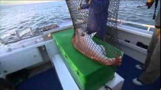 Whyalla Fishing Charters [upl. by Mikey]