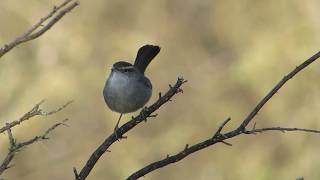 Bewicks Wren Scold Call And Display  San Jose California January 2019 [upl. by Yorgerg]