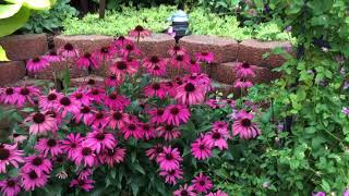 ECHINACEA POW WOW WILDBERRY  wwwgardencrossingscom [upl. by Aizti]