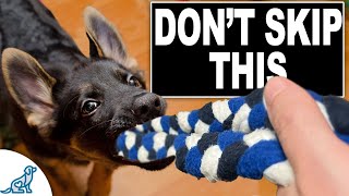 3 Skills EVERY Puppy NEEDS To Learn Now [upl. by Peggie]