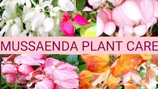 Mussaenda plant care How to grow mussaenda plant from cuttings Mussenda plant ko kaise grow kare [upl. by Bonilla307]