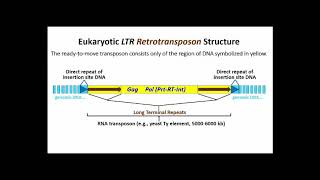 250 LTR Retrotransposons [upl. by Entirb]