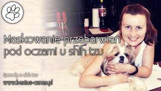 Maskowanie przebarwień pod oczami u shih tzu [upl. by Naugan]