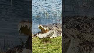 Meet Croczilla a 14’ legendary monster American Crocodile in the Everglades crocodile everglades [upl. by Ys]