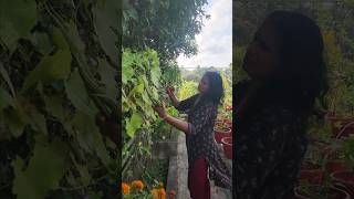 A guided tour of our terrace farm terracegarden diet organicgardening [upl. by Aitnyc231]