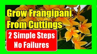 How To Grow Frangipani From Cuttings How to Make Frangipani Flower [upl. by Arikahc]