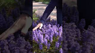 AJUGA GROUND COVER BUGLEWEED 🌿 Frankie Flowers [upl. by Meave]