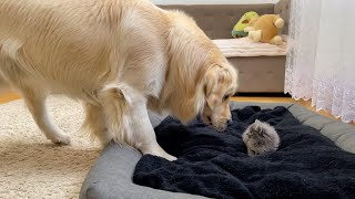 Adorable Golden Retriever Shocked by Tiny Kitten Occupying His Bed [upl. by Moon]