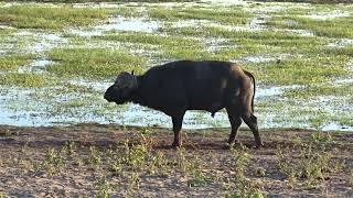 Cape Buffalo Chobe National Park Botswana [upl. by Alroy]