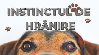 Instinctele câinelui instinctul de hrănire [upl. by Asillim]