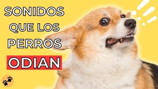 5 Sonidos que los Perros ODIAN 🐶 Sonidos Para Perros [upl. by Constanta]