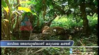 Task force capture and kills Wild Tiger in Wayanad  Caught on Video [upl. by Nisen565]