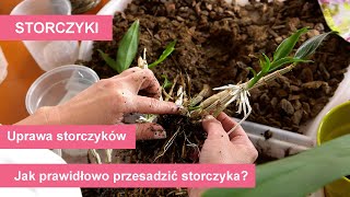 Storczyki  przesadzanie różnych gatunków storczyków Uprawa i pielęgnacja storczyków [upl. by Anselma]