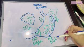 Lymphatics of Stomach Made EASY  Virchow’s Node Important Clinical [upl. by Hamforrd]