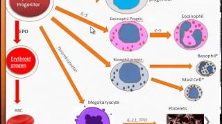 Free USMLE videos  Immunology  Origin of WBCs [upl. by Dahcir]