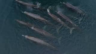 Bairds Beaked Whales 52723 [upl. by Huntingdon208]