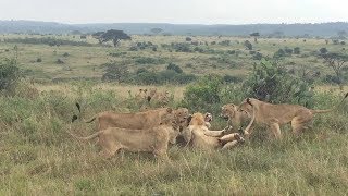 Group Of Female Lions Fight Male Lion [upl. by Tiler777]