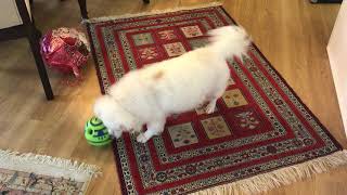 Dog goes crazy over his Wobble Wag Giggle Ball Dog Toy and makes himself very tired [upl. by Haron]