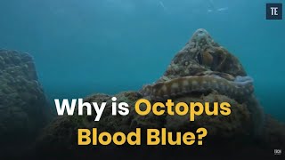 Why is Octopus Blood Blue [upl. by Colt81]