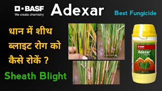 Basf Adexar Fungicide  Best Fungicide For Paddy Crop  धान में शीथ ब्लाइट रोग का सबसे बढ़िया उपचार [upl. by Moshell394]