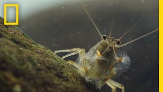 Thanks to Shrimp These Waters Stay Fresh and Clean  Short Film Showcase [upl. by Yrrep733]