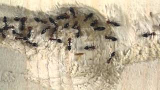 Crematogaster scutellaris Neues Nest [upl. by Olsewski705]